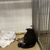 収容され1週間の期限があります サムネイル3