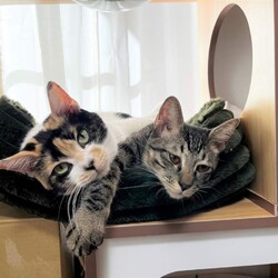 in春日井市☆保護猫たちの譲渡会2023年2月18日（土）～ ちーむ にゃいんず