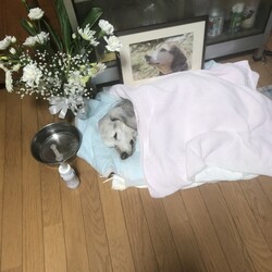 「アンディ（ウンデカン）が死にました」サムネイル2