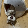 の写真