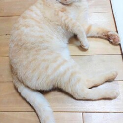 in瀬戸市☆保護猫たちの譲渡会2023年2月18日（土）～ 非営利団体「ちーむ にゃいんず」