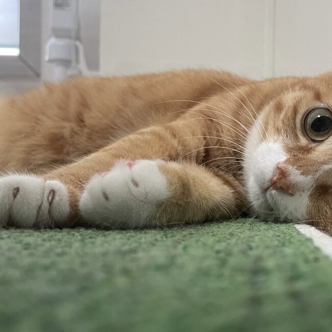 しょやまのカバー写真