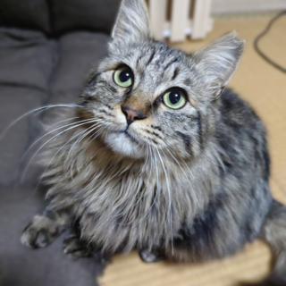 モフリたい方必見！初めて飼う方にも◎不妊手術済