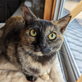 丸顔で愛らしい顔立ちのサビちゃん!不妊手術済み