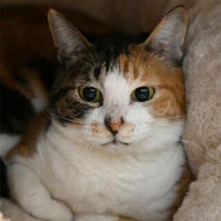 穏やかな甘えん坊の三毛ちゃん