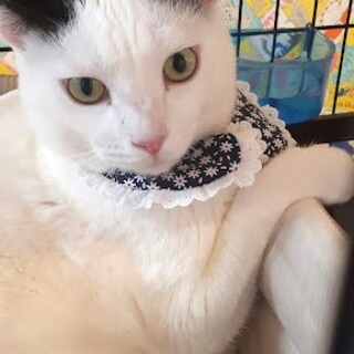 人見知りゼロ！ひとが大好き亀光くん(FeLV陽)