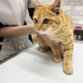 約5ヶ月齢の茶トラ男の子