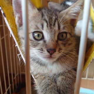 生後5ヶ月  美人な女の子！ 里親さん募集中！