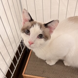 むじゃきな甘えん坊のノルンちゃん！