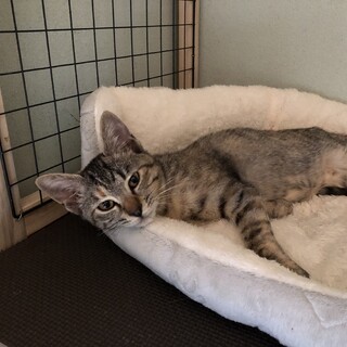 人馴れバッチリ！スリゴロです！