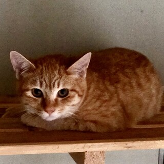 とても珍しい茶トラの女の子です