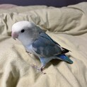 コザクラインコ　オスのブルーパイド