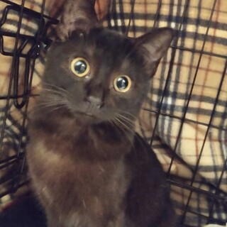 緊急募集！超キュート黒猫親子リターン予定