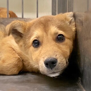 【相談中】おやつ大好き！　しも九郎くん　3ヶ月