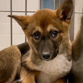 おやつ大好き！　しもみんちゃん　3ヶ月