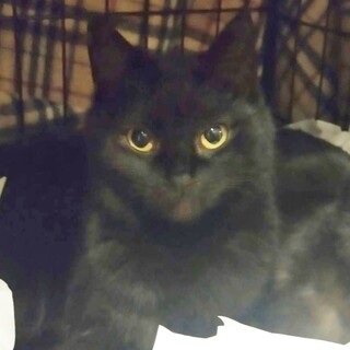 黒猫仲良し美人親子！リターン予定緊急募集