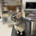 チンチラ　スタンダードカラーの男の子