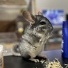 チンチラ　スタンダードカラーの男の子 サムネイル2