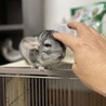 チンチラ　スタンダードカラーの男の子 サムネイル4