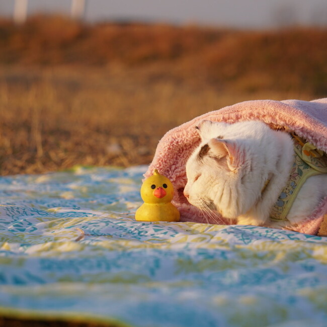 NanaYuki❄︎HOMEのカバー写真