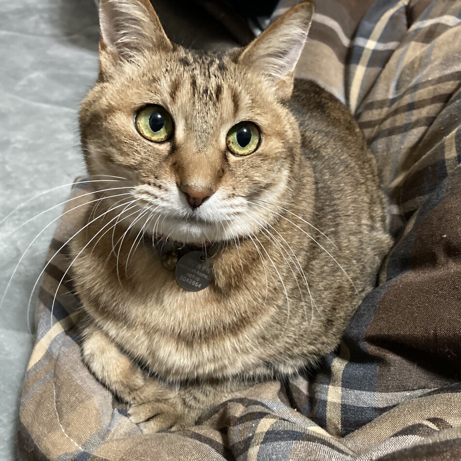 めいのカバー写真