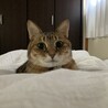 maaaruuさん