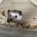 1歳2ヶ月のハリネズミ男の子