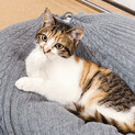 怯えて暮らす三毛猫ちゃん