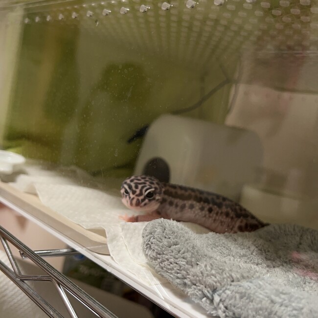 カルフォルニアのカバー写真