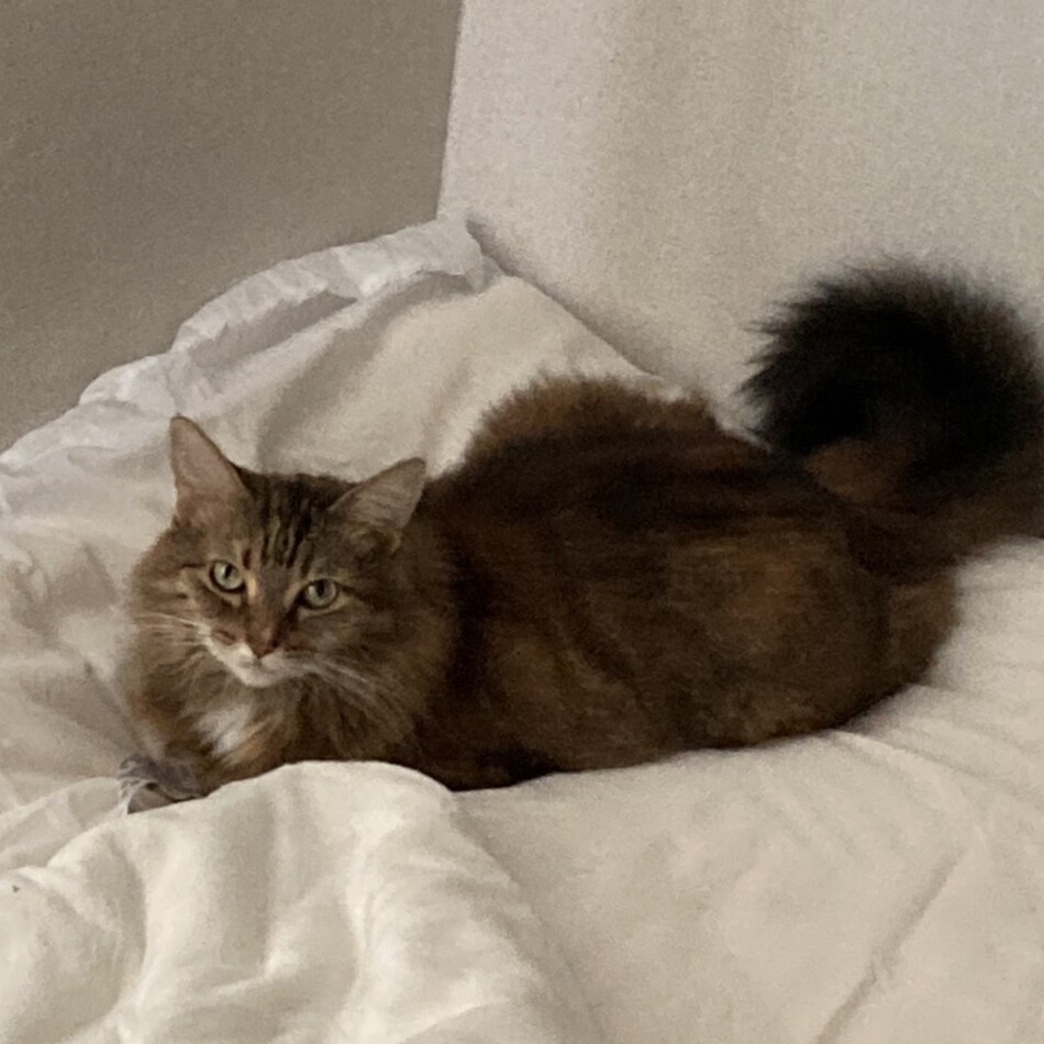 リリのカバー写真