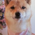 急ぎではありません。大切に育てて頂ける方を探します