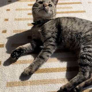 代理募集！人懐っこい小柄な猫です。
