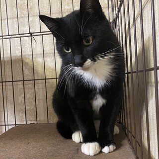 甘えん坊のタキシード猫の男の子