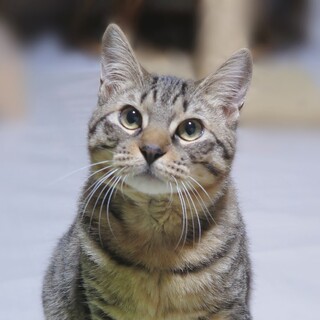 しっかり者で甘えん坊☆そぼろ君