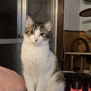 おっとりした女の子らしいナナちゃん