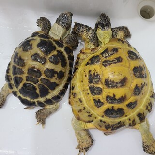 リクガメ・アカミミガメ・クサガメ・チズガメ・レオパ