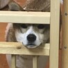 の写真