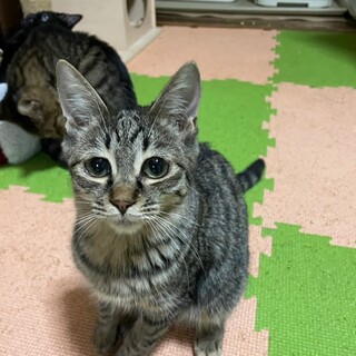 ミッキー♀ 小柄な女の子です❤️