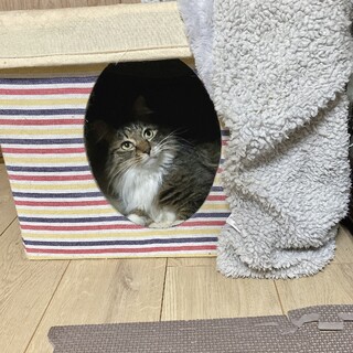 穏やかで優しい長毛のモフくん