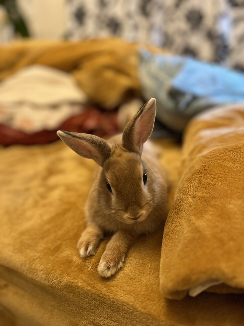 ネザーランドドワーフ キュートな瞳 サムネイル2