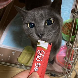 ロシアンブルーミックス　