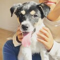 たれ耳、甘えん坊の男の子♡