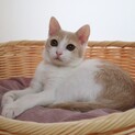 沖縄出身のギズモちゃん