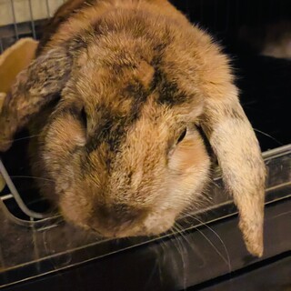 ロップイヤー　里親募集