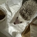 ハリネズミ