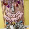 2月はれもん1歳のお誕生日✩.*˚