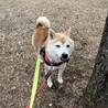 すっかり大人になって、♪少しづつ全体の毛色が薄くなってきたよ。
