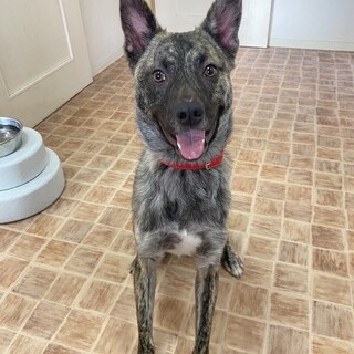 人馴れバツグン晴芽（せいが）❤️野犬にも家族を