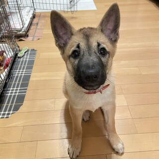 おちゃめでマイペース　れおん❤️野犬にも家族を