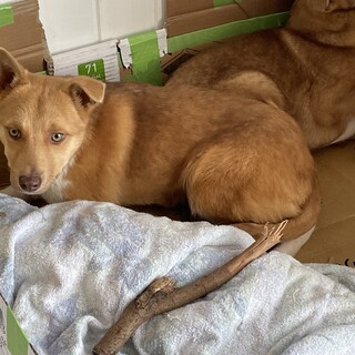 人馴れ練習中ワン